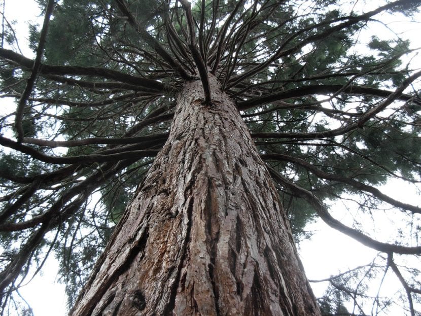 El Sequoya sempervirens es una planta muy grande