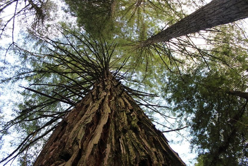 Vista de Sequoia sempervirens en su hábitat