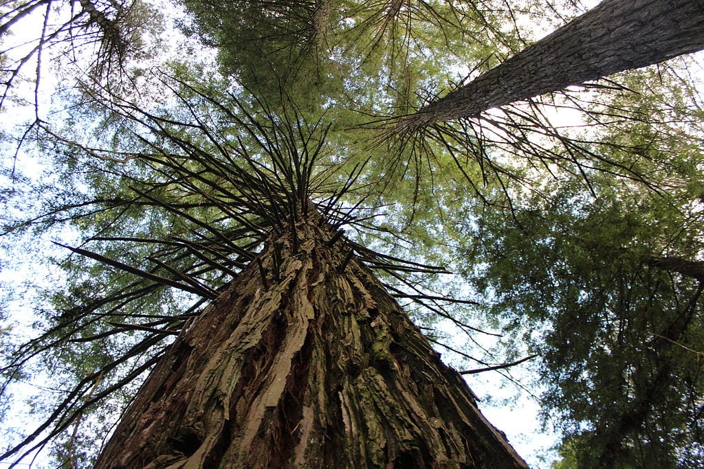 Bosque de Sequoia sempervirens en su hábitat costero brumoso