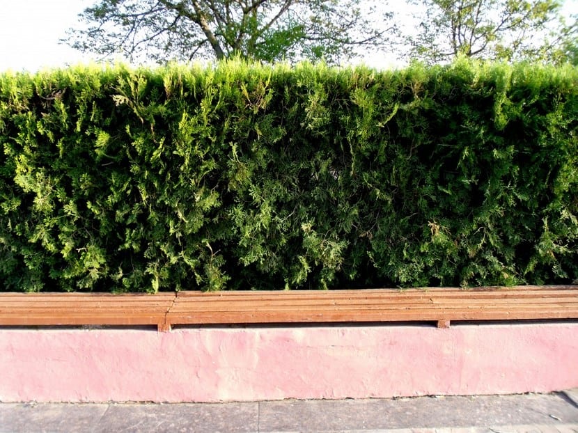 Setos de jardín: tipos, funciones y especies recomendadas