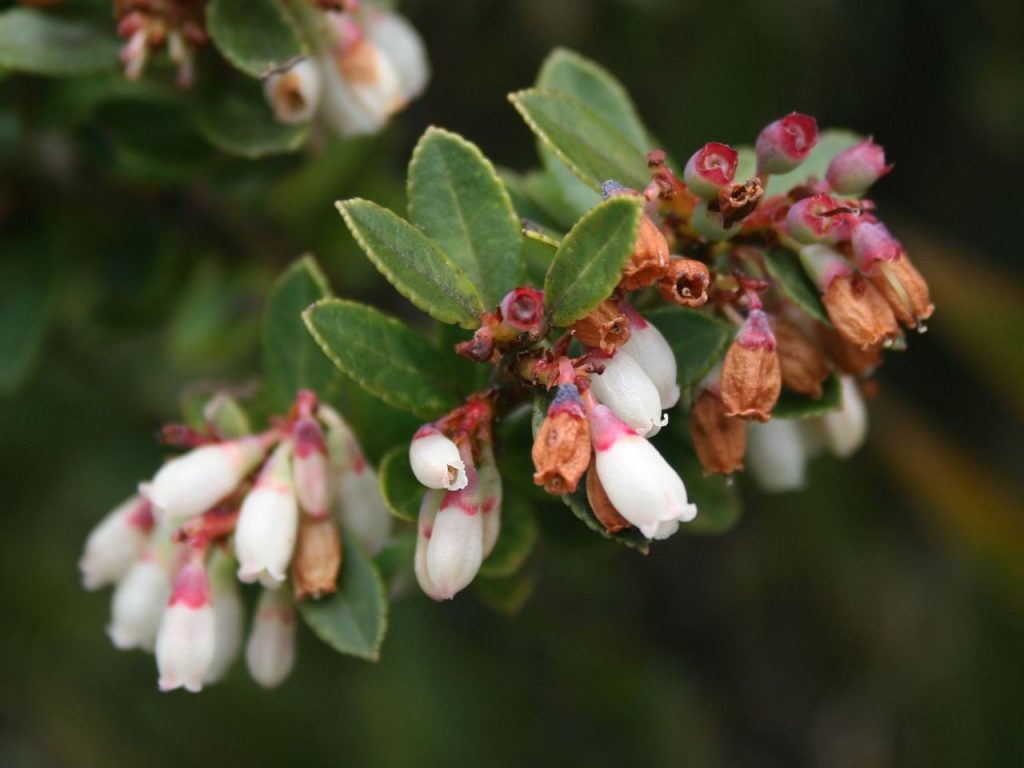 Mata de Vaccinium floribundum, el arándano andino o mortiño