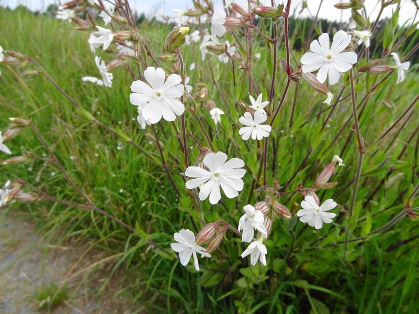 arbusto con flores blancas en medio de un camino