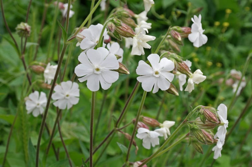 Silene alba: identificación, origen y cuidados en el jardín