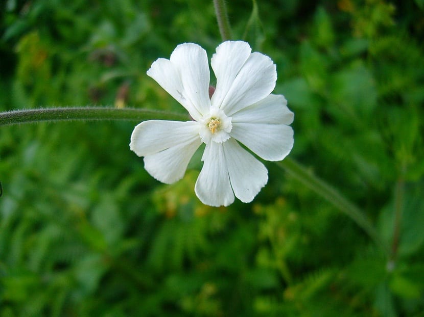 imagen agrandada de una flor blanca con unos petalos con forma de corazon