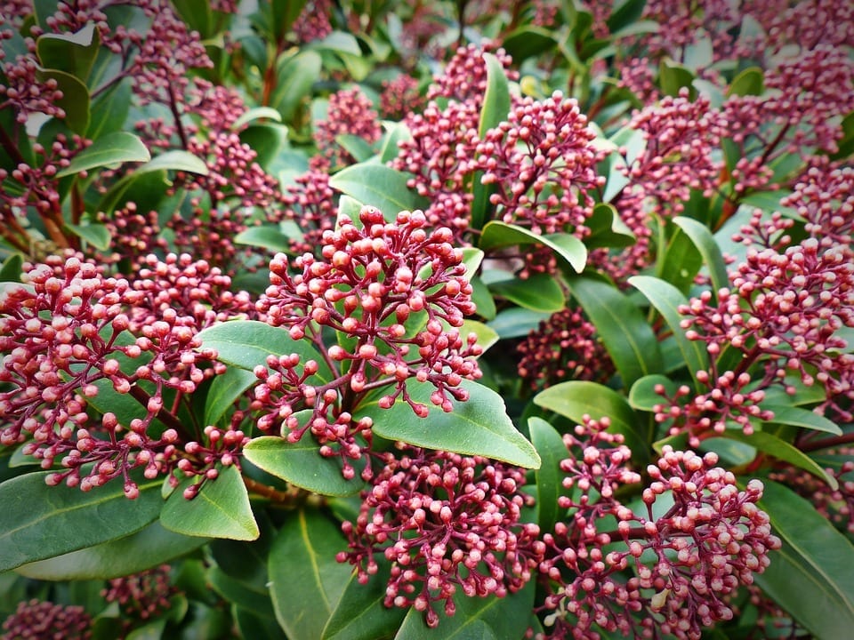 Skimmia japonica: cultivo, macho o hembra y frutos rojos