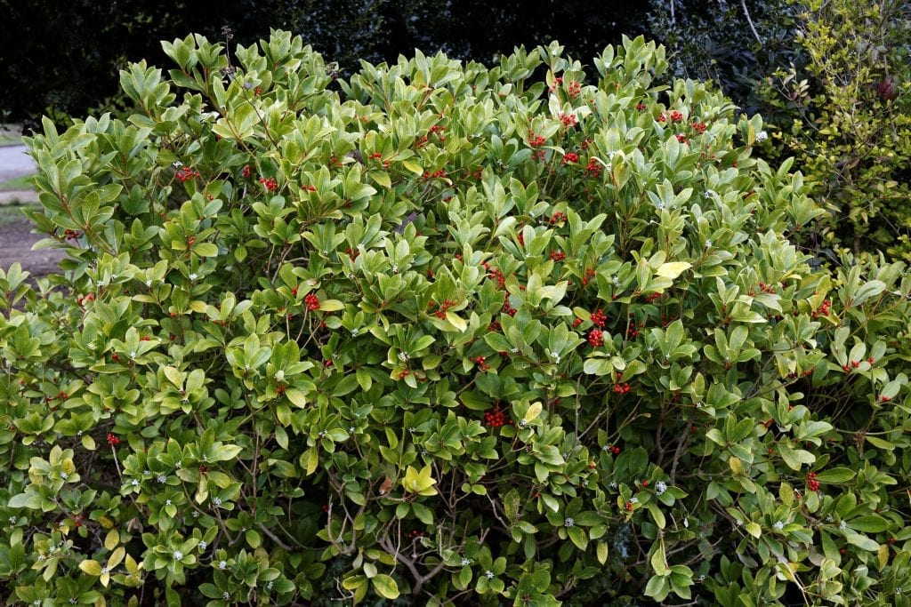 Arbusto de Skimmia japonica