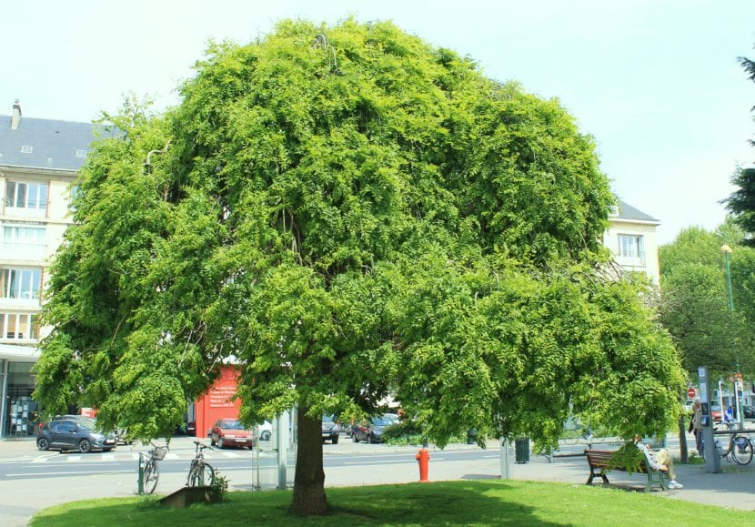 Sophora japonica