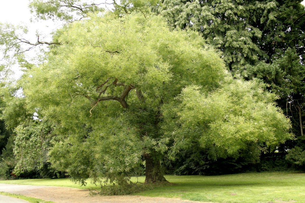 Sophora japonica: cuidados, poda y flor de verano