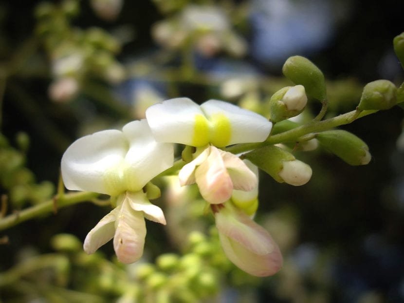 Flores de la Sophora japonica