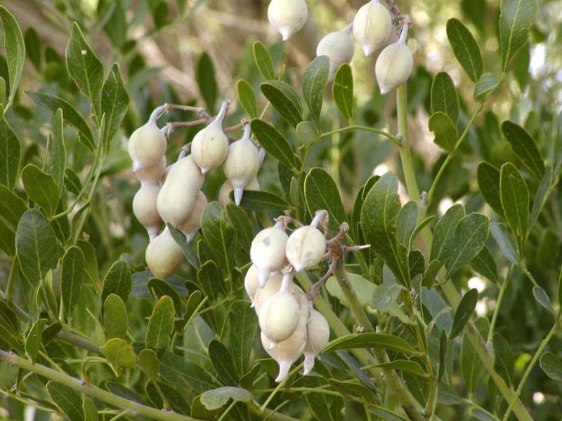 Frutos del Sophora secundiflora
