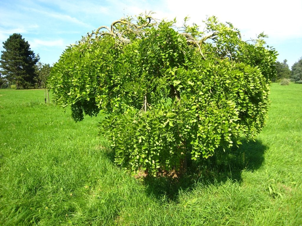 Sophora: especies, cuidados y toxicidad de sus semillas