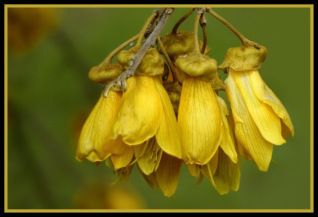 Flores amarillas de Sophora