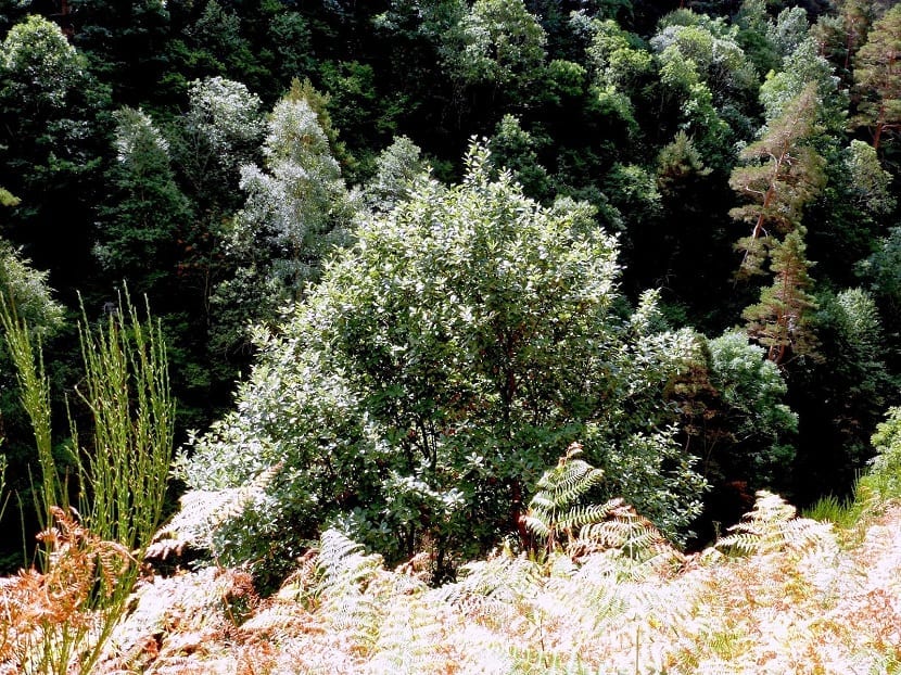 Mostajo (Sorbus aria): cultivo, frutos y multiplicación