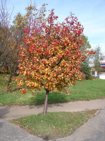 Vista del Sorbus intermedia en otoño
