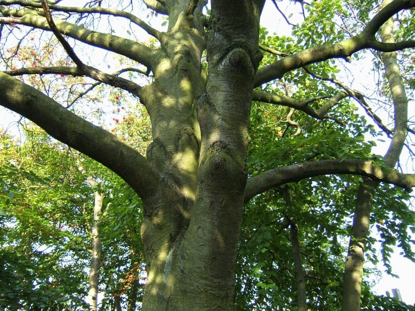 Tronco del Sorbus intermedia