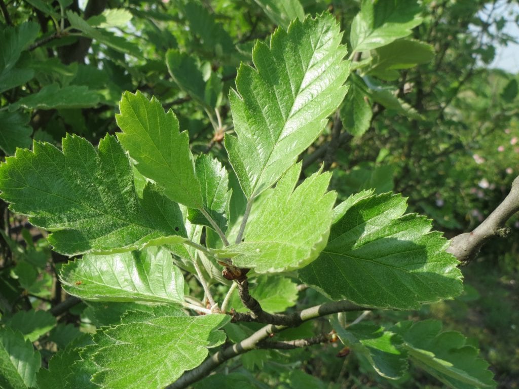 Serbal sueco (Sorbus intermedia): dónde plantarlo y cuidarlo