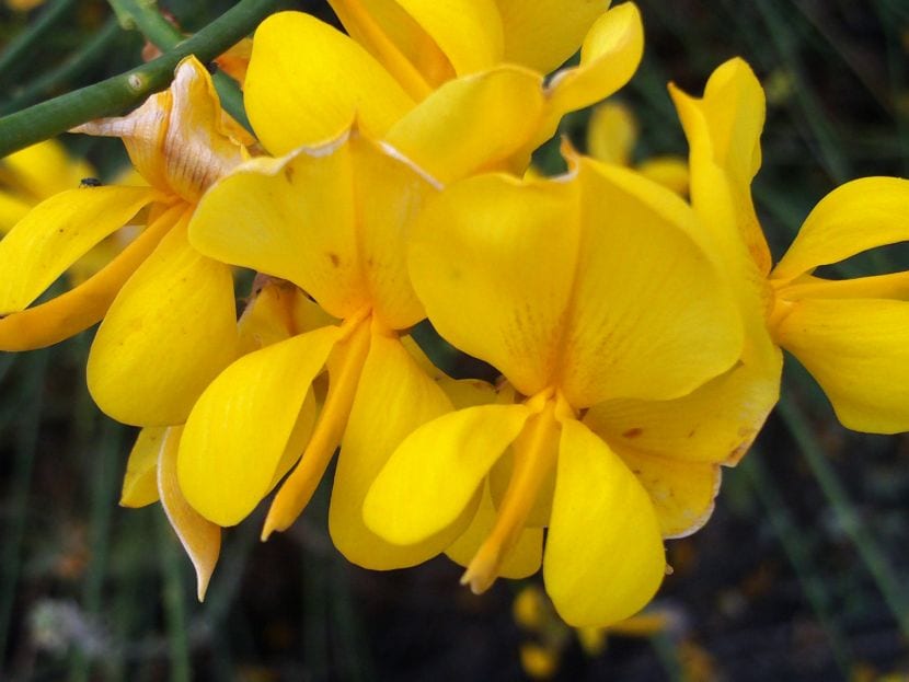 Las flores de Spartium junceum son amarillas