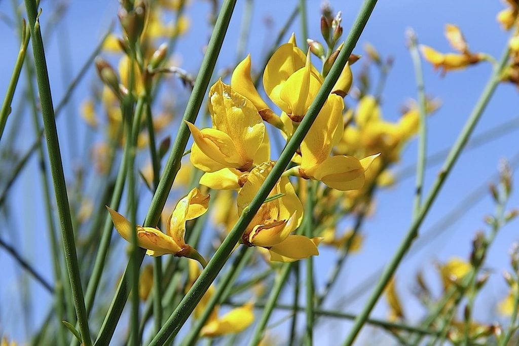 Spartium junceum: cultivo, poda y toxicidad de la gayomba