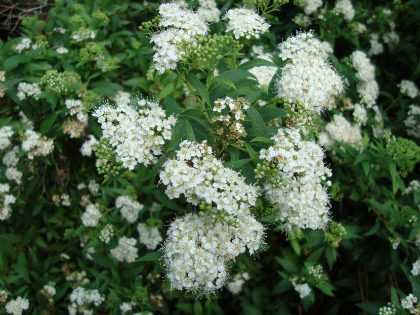 Spiraea japonica 'Alba'