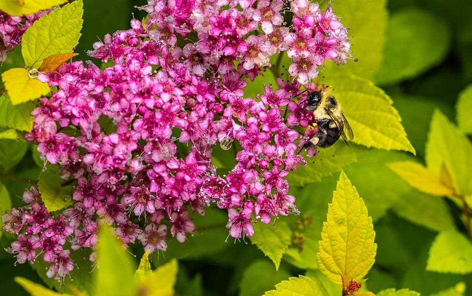 Spiraea japonica: poda de febrero, riego y clorosis férrica
