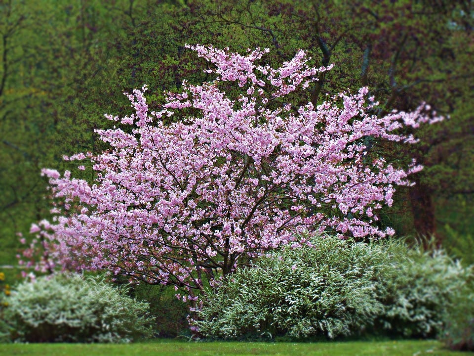 Syringa vulgaris: cultivo, poda y por qué no florece