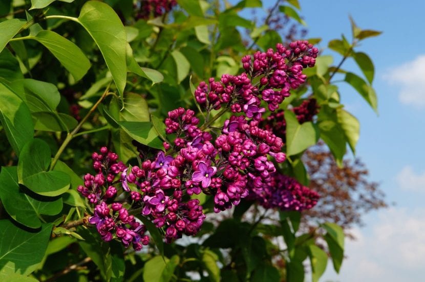 Vista de las flores de Syringa