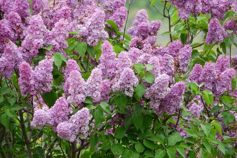 El árbol de Syringa vulgaris da flores lilas