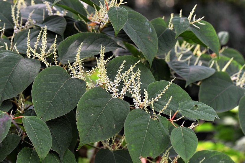Las hojas de Syringa son caducas