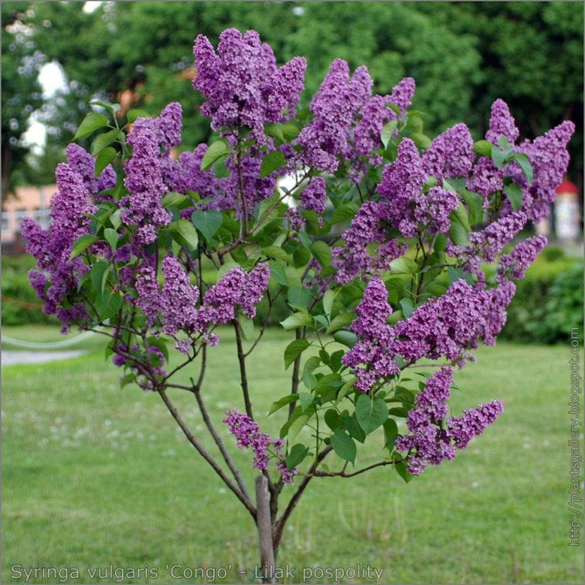 Vista de un árbol de Syringa vulgaris