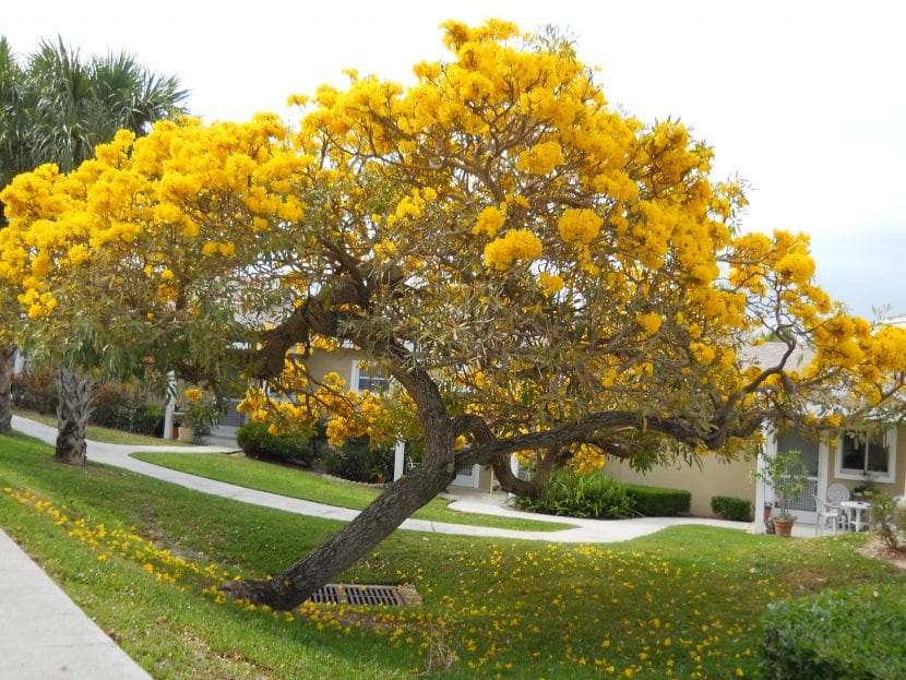 Tabebuia aurea, conocida también como Tabebuia caraiba