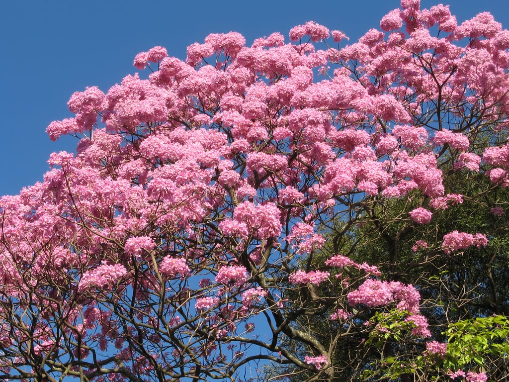 Tabebuia y Handroanthus: cultivo y floración en España