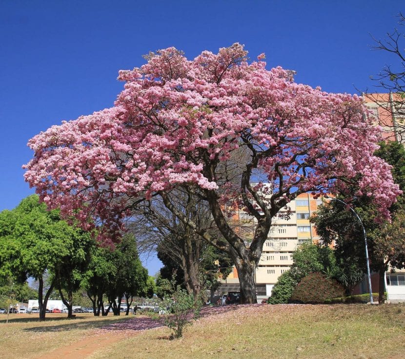 Tabebuia rosea en plena floración