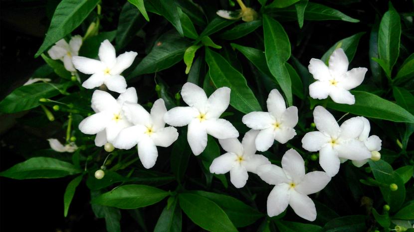 Tabernaemontana: cultivo y poda del seto tropical de flor blanca