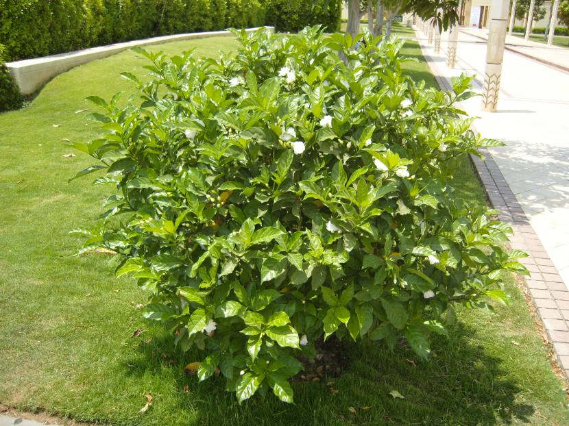 Tabernaemontana