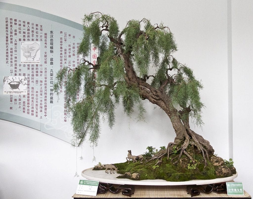 El Tamarix africana se puede trabajar como bonsai