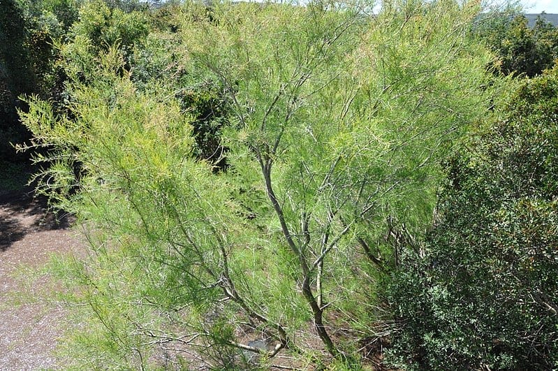Tamarix africana: el taraje que florece en febrero