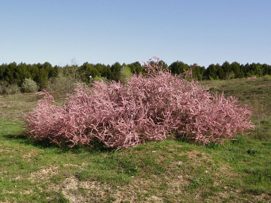 Las flores del Tamarix africana pueden rosas o blancas