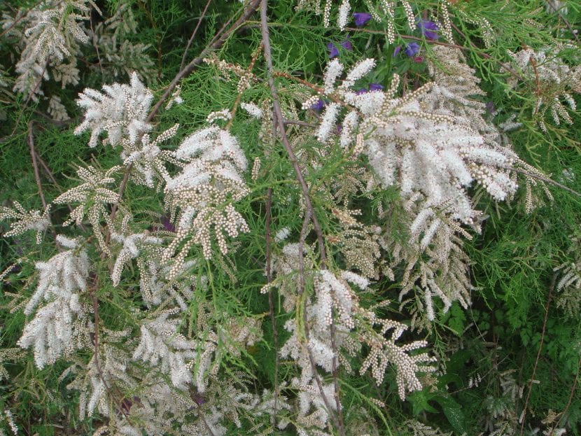 El Tamarix canariensis es un árbol de bajo mantenimiento