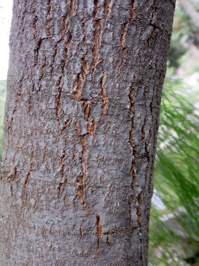 El tronco del Tamarix canariensis no es muy grueso