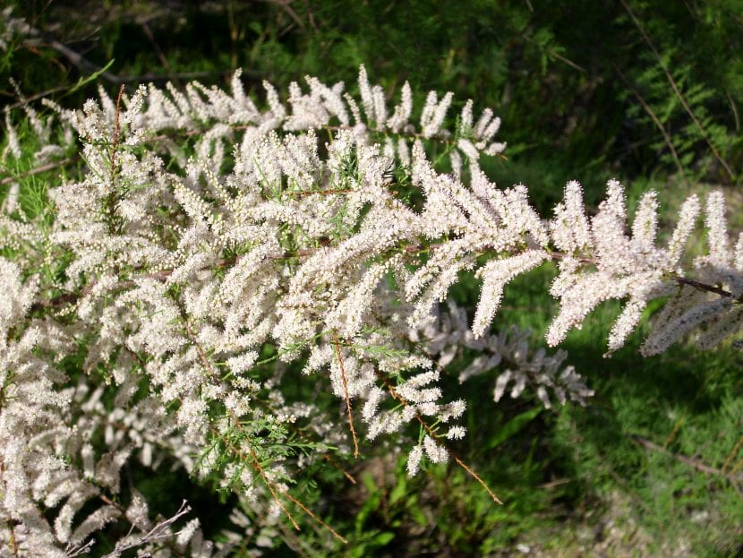 Las flores del Tamarix canariensis son blancas