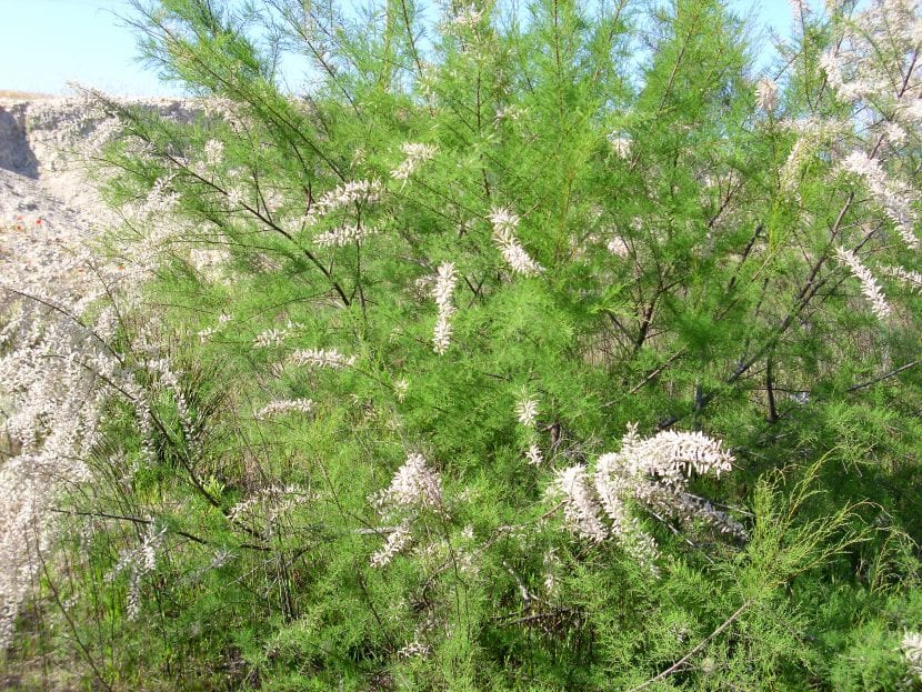 Vista del Tamarix canariensis en hábitat