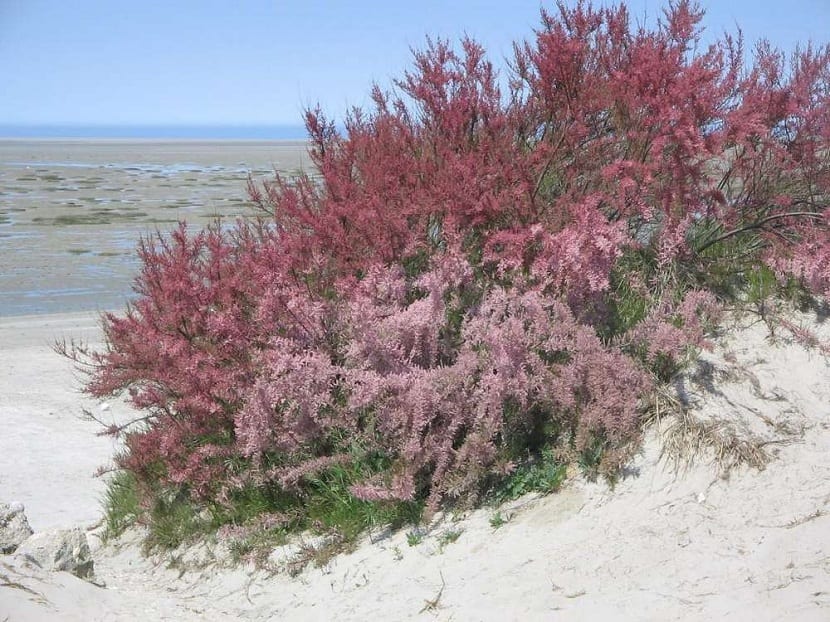 Arbusto de Tamarix gallica