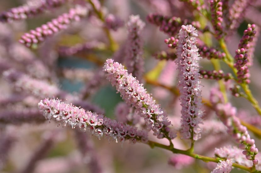 Cuidados del Tamarix gallica