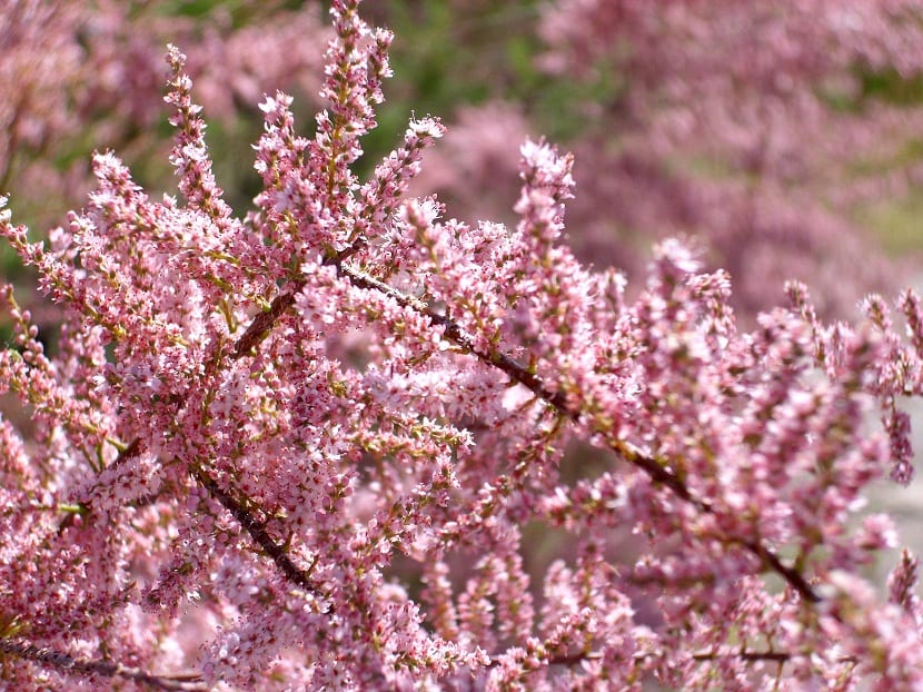 Flores Tamarix gallica