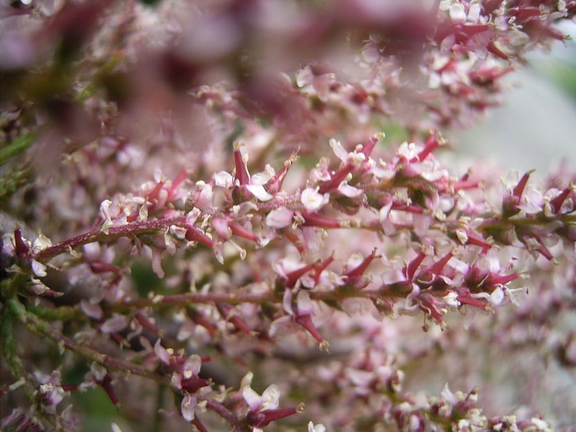 Tamarix gallica o taray: cultivo, poda y usos en jardín
