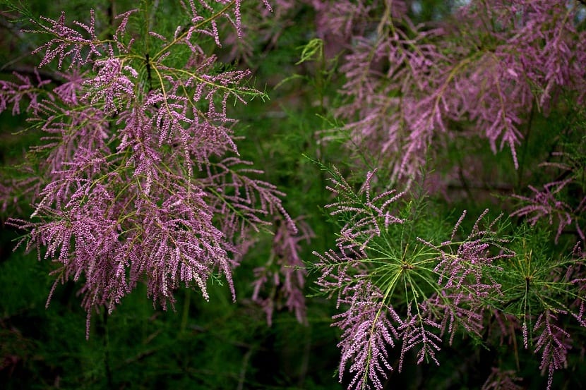 especies diferentes de Tamarix