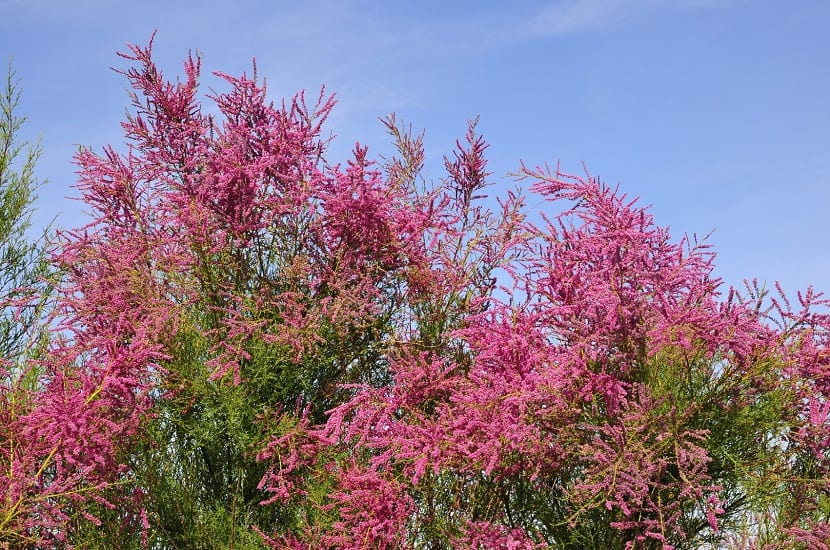 Tamarix: especies, cómo distinguirlas y sal en la hoja