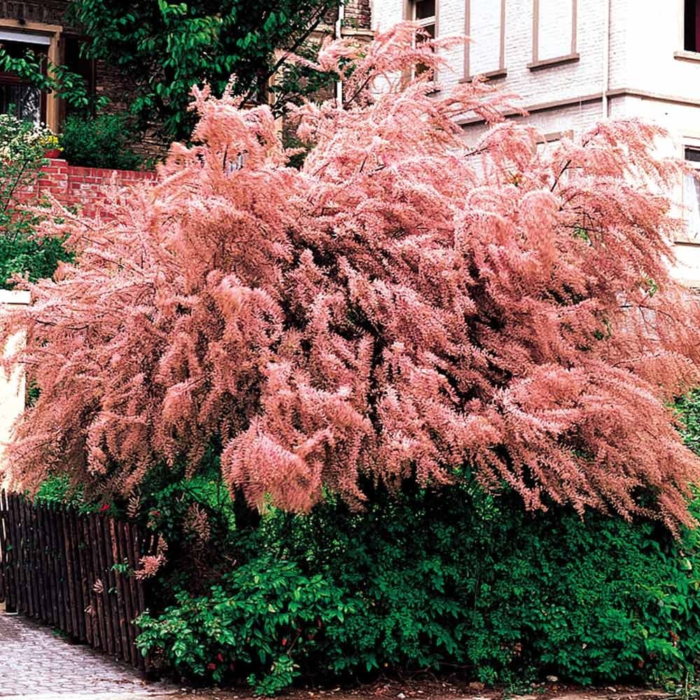 Tamariz en el jardín: cortavientos, taludes y poda