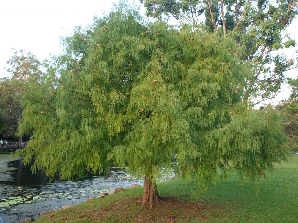 Taxodium: neumatóforos, encharcamiento y cultivo en España