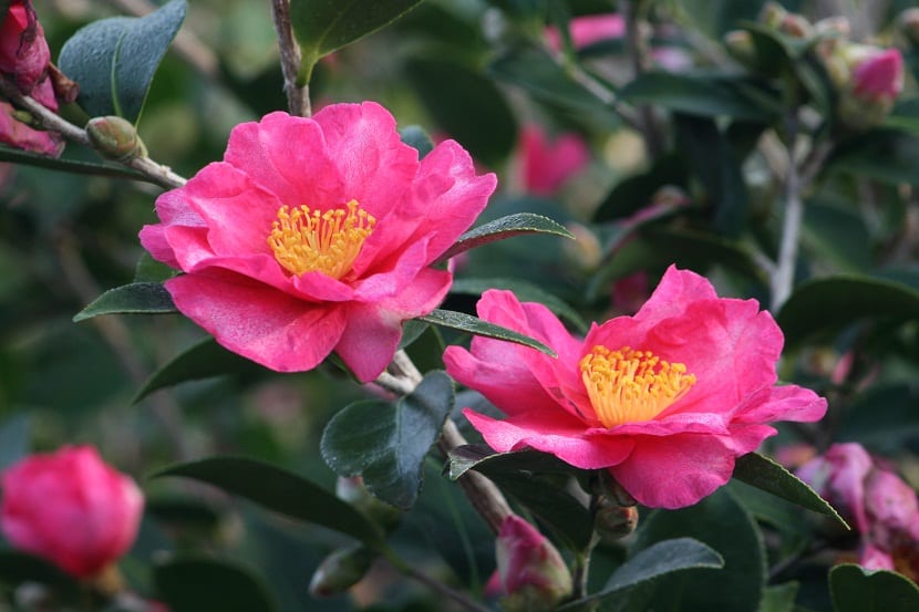 La Camelia sasanqua se caracteriza por sus formas y colores